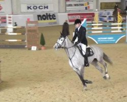 jumper Alato Sr (KWPN (Royal Dutch Sporthorse), 2005, from Calato)