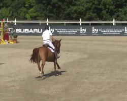 jumper VA Petit D'Hoogpoort (Belgium Sporthorse, 2005, from Nabab de Rêve)