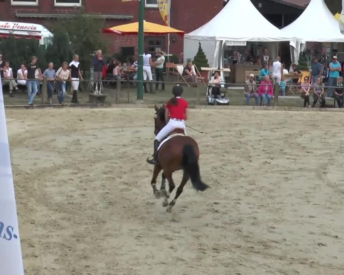 Springpferd Chwupdiwup 3 (KWPN (Niederländisches Warmblut), 2006, von Pkz Contact van de Heffinck)