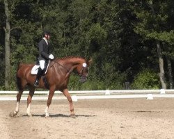 dressage horse Flambeau Alezan (Westphalian, 2007, from Fuerto)