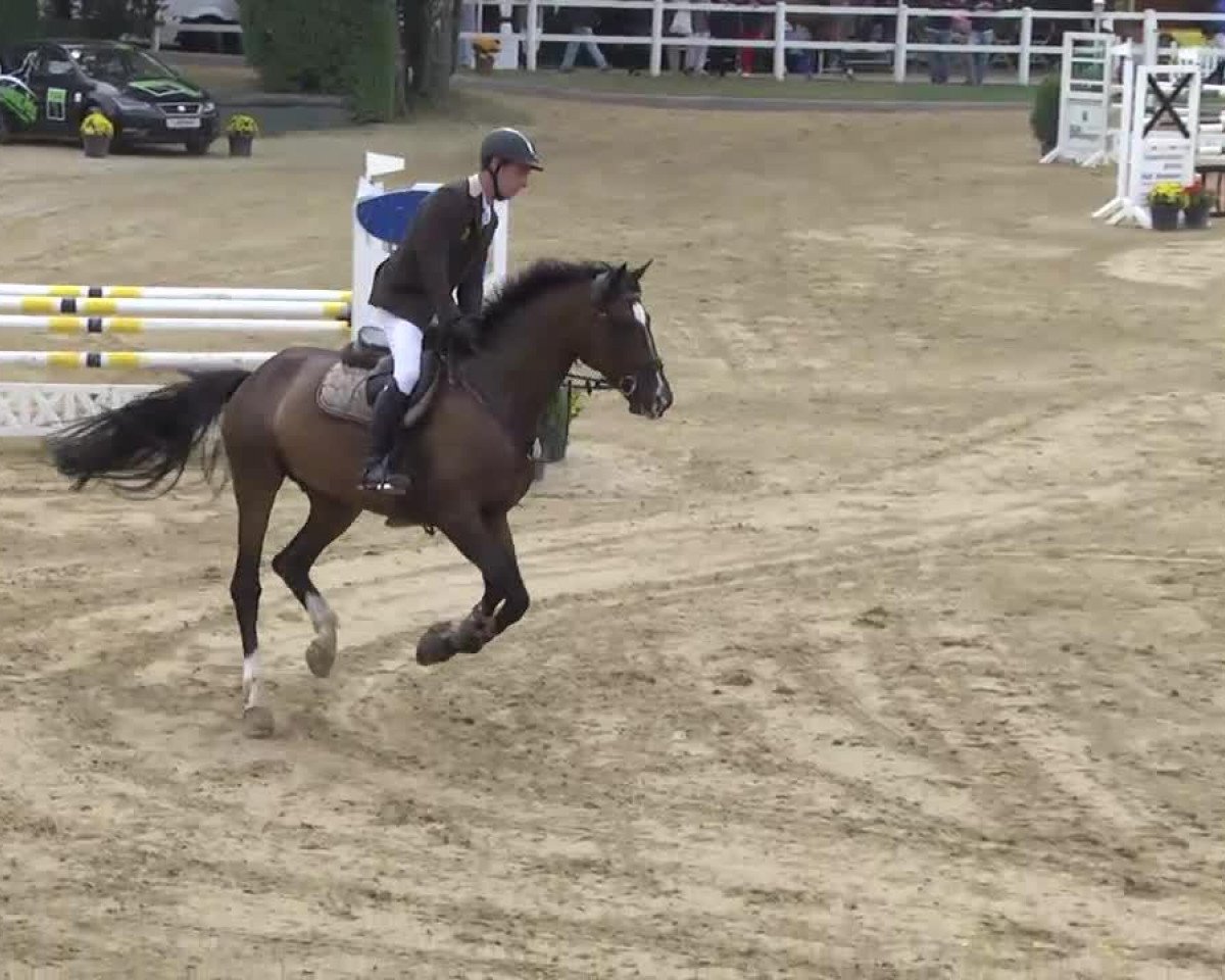 Springpferd Magic Horse Care's Star (Holsteiner, 2007, von Eurocommerce Caresino)