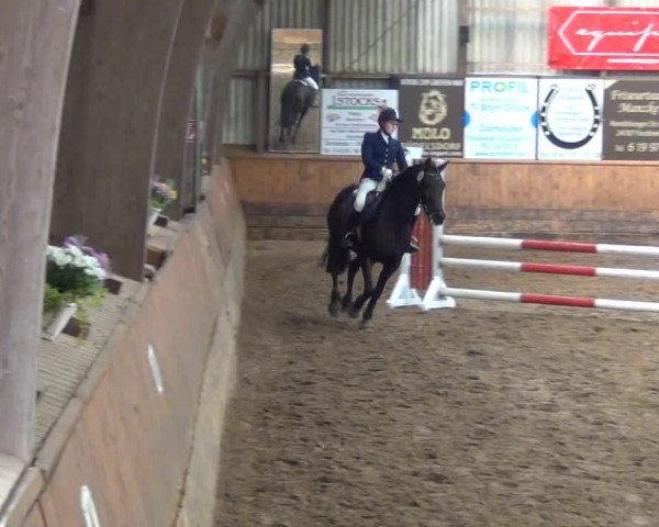 jumper Gran Chica (German Riding Pony, 1995, from Ghandy)