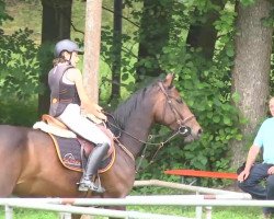 broodmare Carlota (German Sport Horse, 2007, from Lagazoui)