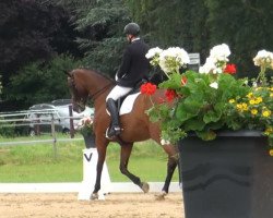 dressage horse Dream of mine 5 (Hanoverian, 2007, from Diamond Hit)