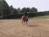 dressage horse Willas Dane (Danish Warmblood, 2007, from Weltjunge)