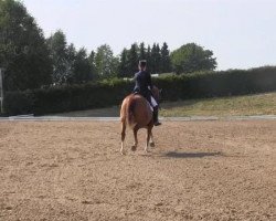 dressage horse Willas Dane (Danish Warmblood, 2007, from Weltjunge)