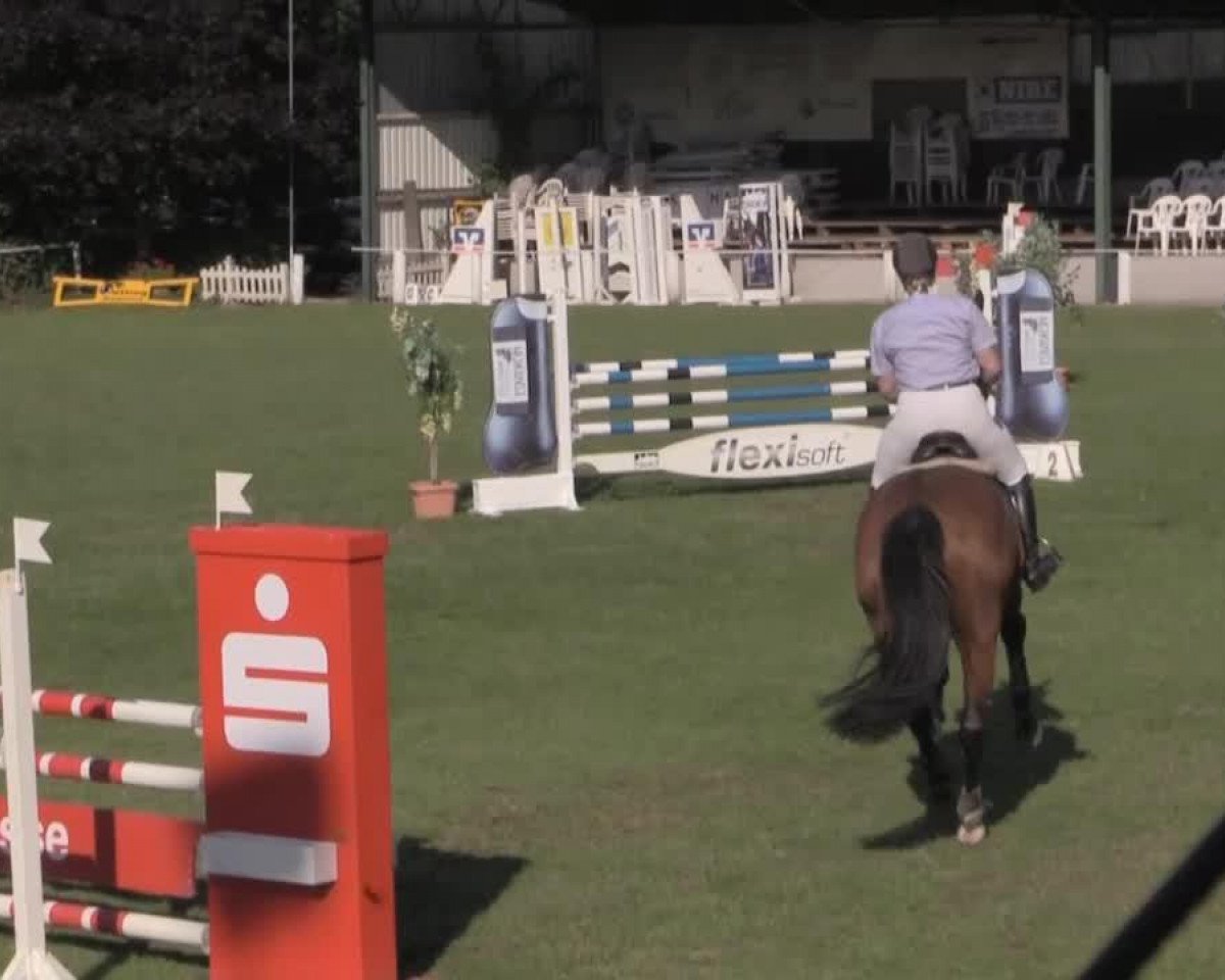 jumper Charly 1493 (Hanoverian, 2007, from Chequille 2)