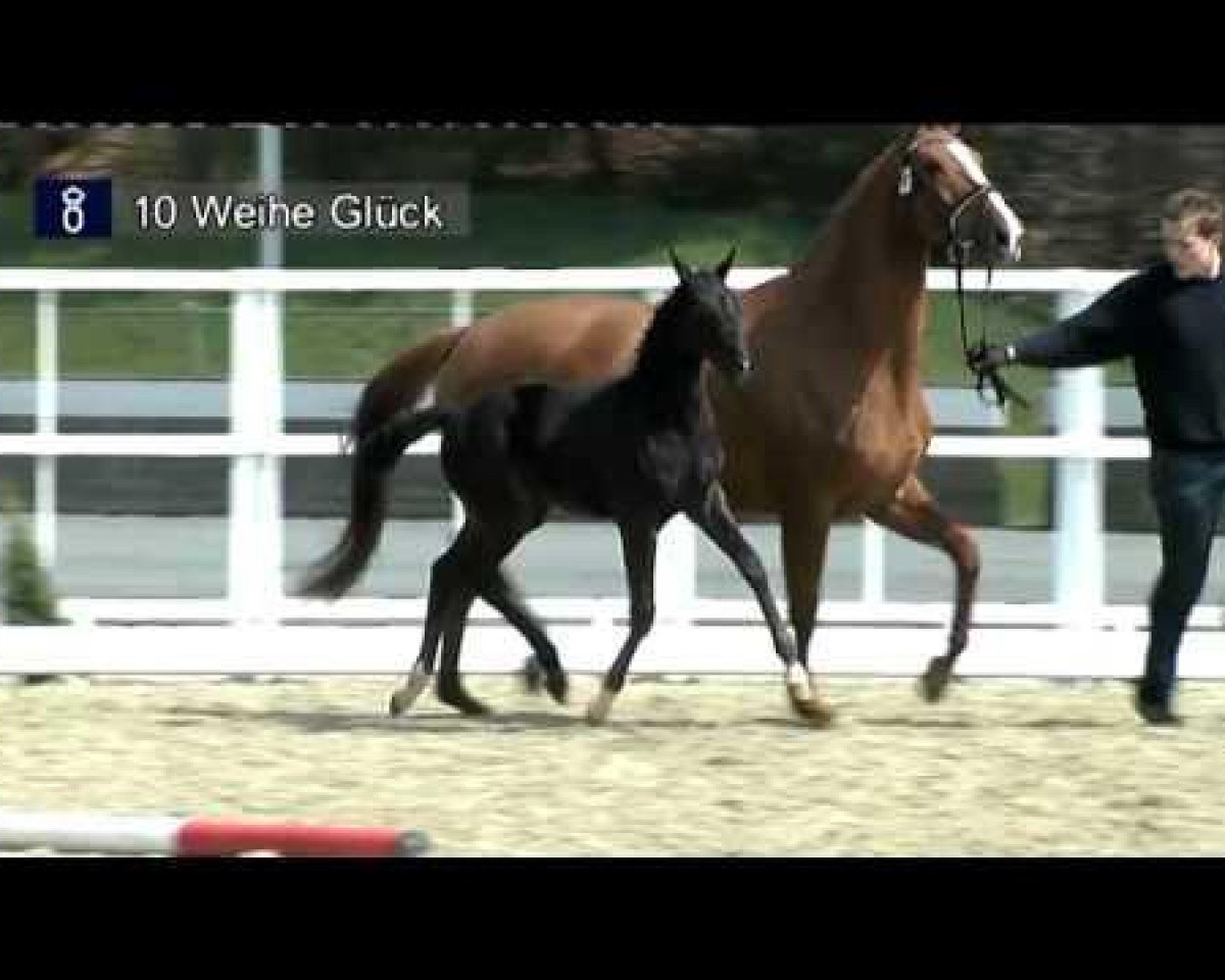 broodmare Weihe Glück (Oldenburg, 2012, from Totilas)