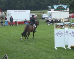 jumper Coco Gold (German Warmblood, 2007, from Coco Maurice)