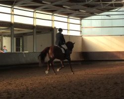 dressage horse Santiago 236 (Westphalian, 2007, from Sandro Bedo)