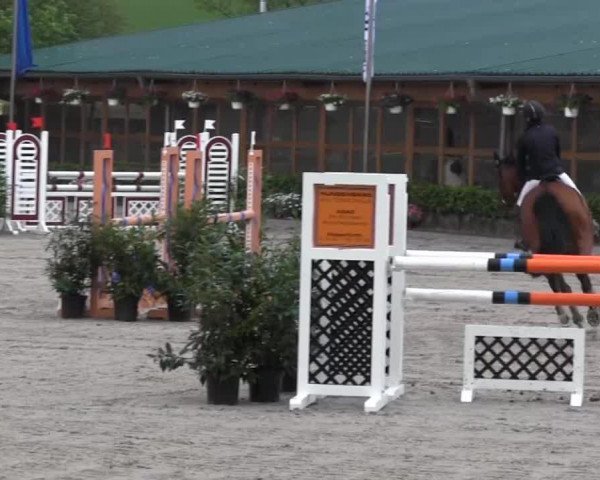 jumper Zoxaline (KWPN (Royal Dutch Sporthorse), 2004, from Padinus)