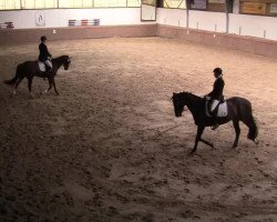 dressage horse Chiara 297 (Hanoverian, 2008, from Converter I)