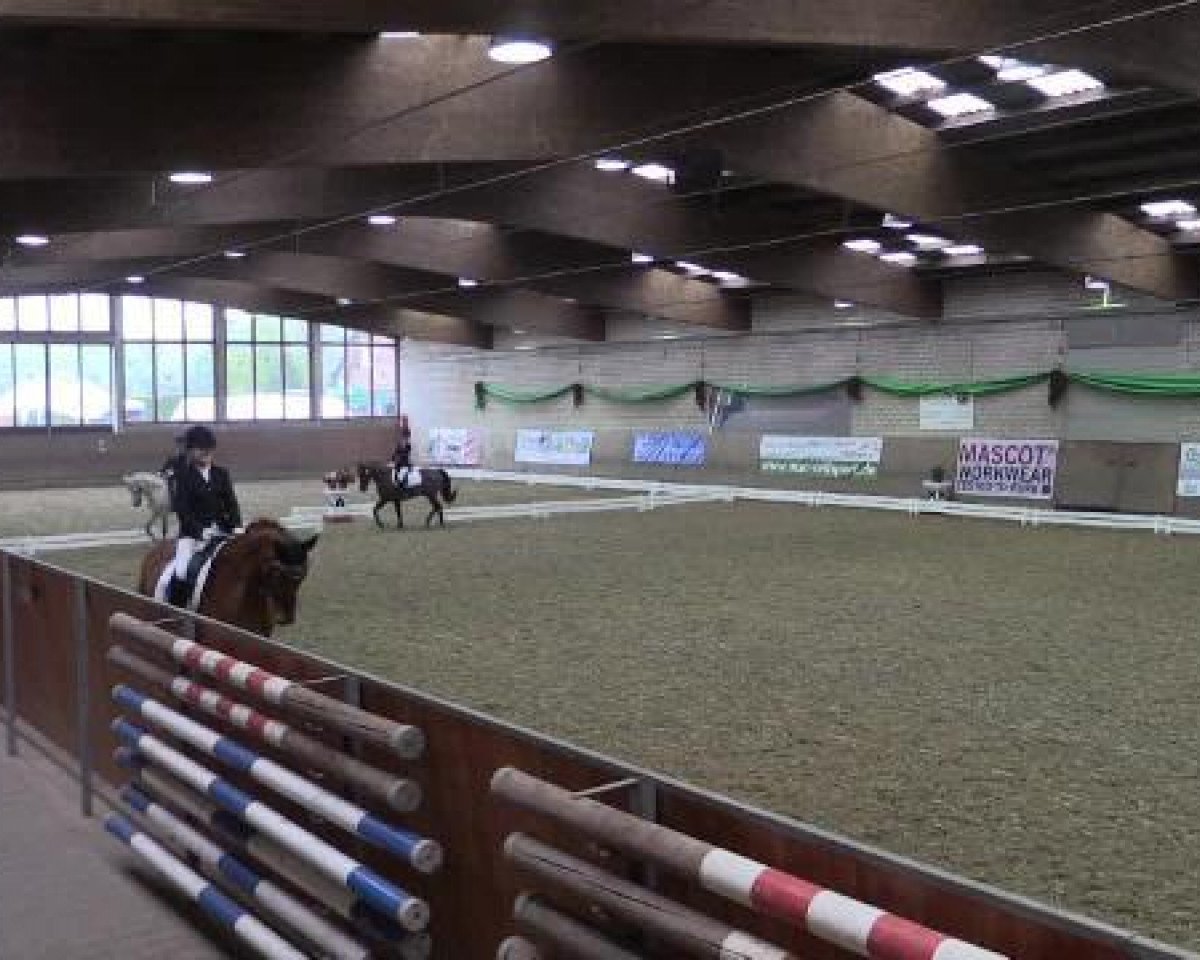 dressage horse Piccolo 263 (unknown, 1995)
