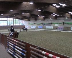 dressage horse Piccolo 263 (unknown, 1995)