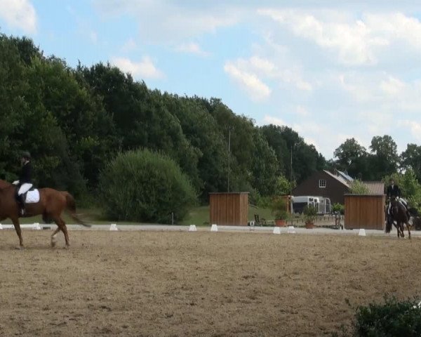 dressage horse Del Welto (Westphalian, 2008, from Del Cento)