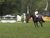 jumper Dilara 10 (KWPN (Royal Dutch Sporthorse),  , from Aeolus)