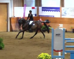 jumper Pionier B (Oldenburg show jumper, 2007, from Pino)