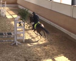 jumper Gründleinshof's Velvet (German Riding Pony, 2005, from Frankenhoeh's Kir Royal)