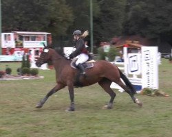 jumper Santana 924 (Hanoverian, 2004, from DE 331310000001)