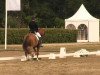 dressage horse Drops of Jupiter (Hanoverian, 2007, from Desperados FRH)