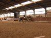 dressage horse Touch Wood 5 (German Riding Pony, 2005, from Top Pepino)