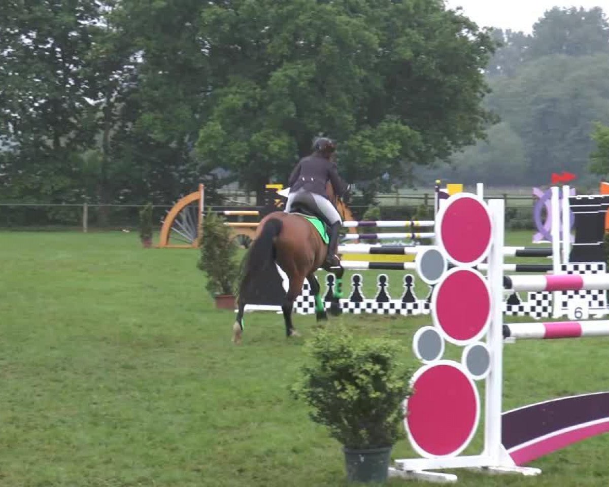 Springpferd Graziana (Hannoveraner, 2004)