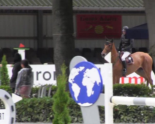 jumper Cubilete (Oldenburg show jumper, 2007, from Calvaro Z)