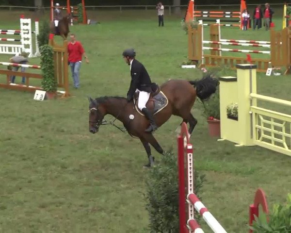 jumper Farina For Fire (Hanoverian, 2007, from For Edition)
