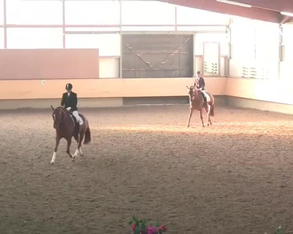 broodmare Fantastic Fantasy (Westphalian, 2009, from Fürst Piccolo)