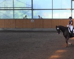 dressage horse Summer Jam (Oldenburg, 2010, from Sir Donnerhall II OLD)