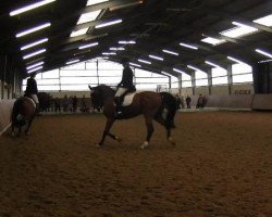 dressage horse Fandango 248 (Oldenburg, 2006, from Fidertanz)