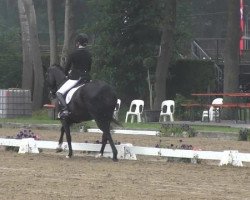 dressage horse Symera (Westphalian, 2008, from Sir Oldenburg)