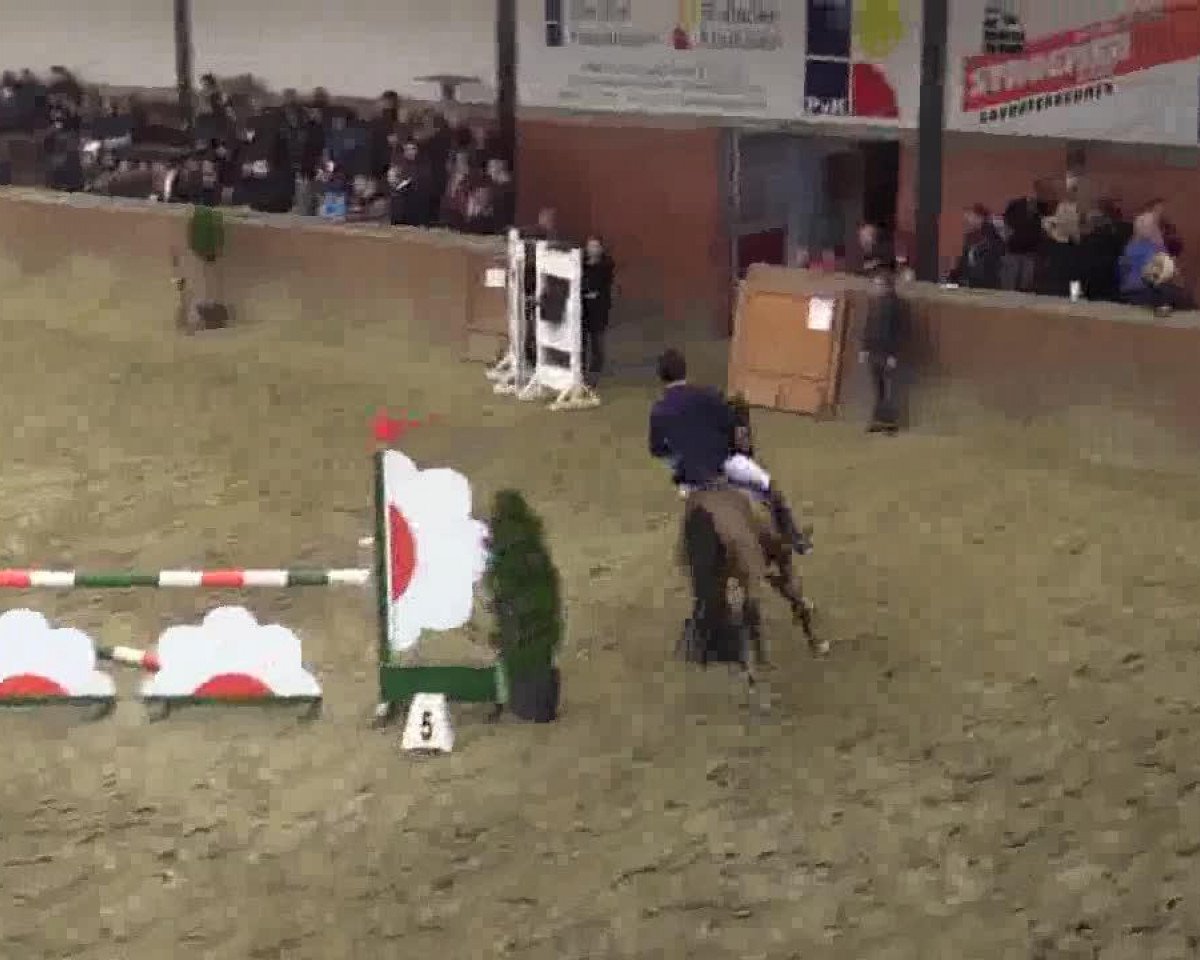 jumper Cha Cha Cha H (KWPN (Royal Dutch Sporthorse), 2007, from Lord Z)