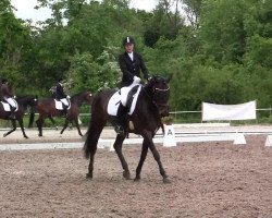 dressage horse Thea GL (Rhinelander, 2005, from Templer GL xx)