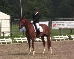 dressage horse Dujardin D'arx (Hanoverian, 2008, from Dancier)