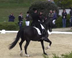 dressage horse Valentino (KWPN (Royal Dutch Sporthorse), 1999, from Welt Hit II)