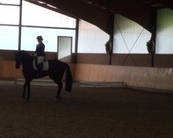 dressage horse Estelle P (Rhinelander, 2002, from Ehrentusch)