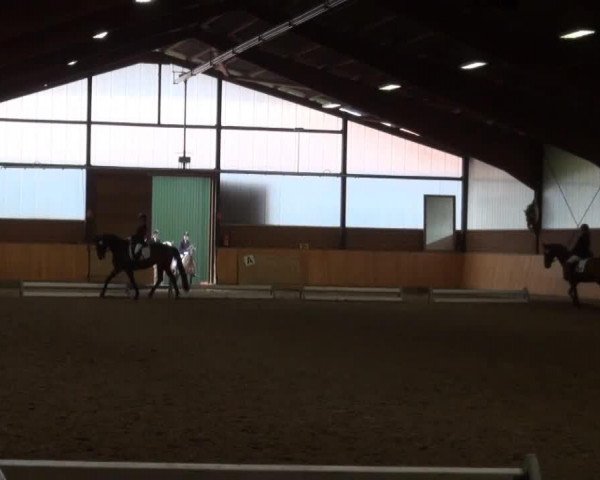 dressage horse Falaika (Hanoverian, 2003, from Fielmann)