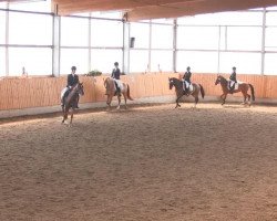 dressage horse Going Top's Destiny (German Riding Pony, 2002, from Going Top)