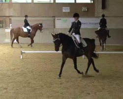 dressage horse Gachino 4 (Württemberger, 2006, from Grafenstolz)