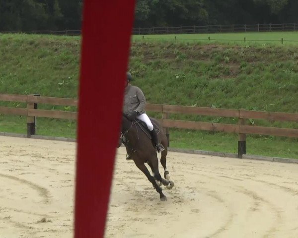 jumper Baldur de Champ (Oldenburg show jumper, 2007, from Balou du Rouet)