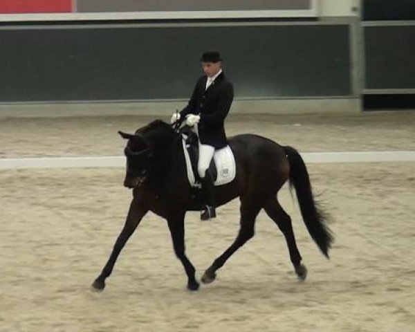 dressage horse London Rock (Oldenburg, 2008, from Londonderry)