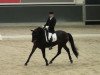 dressage horse London Rock (Oldenburg, 2008, from Londonderry)