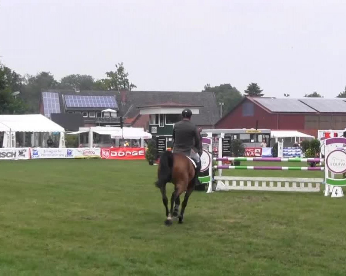 jumper Bruce Darnell S (Oldenburg, 2008, from Baloubet du Rouet)