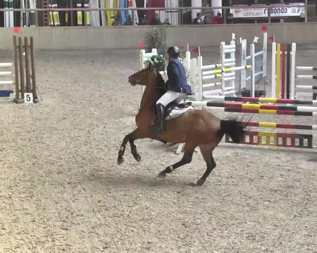 Springpferd Waldora S (Zweibrücker, 2007, von Waldes)
