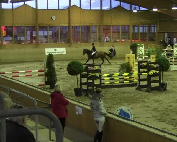 jumper Ramon (KWPN (Royal Dutch Sporthorse), 1998, from Ahorn)