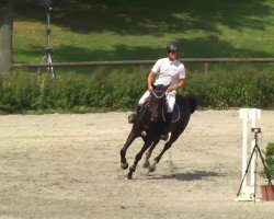 Springpferd Gigli van de Bogaarde (Belgisches Warmblut, 1992, von Quickfeuer van Koekshof)