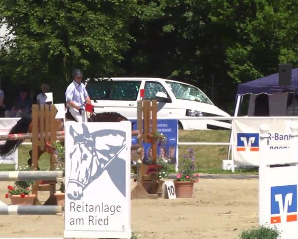 jumper Cedric 56 (Württemberger, 2008, from Chequille)