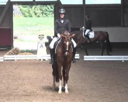 dressage horse Jazz Love (Württemberger, 2009, from Jazz Rubin)