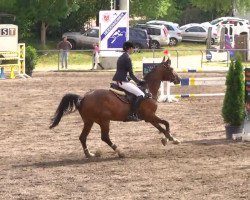 jumper Adriano G (Württemberger, 2008, from Amadehus)